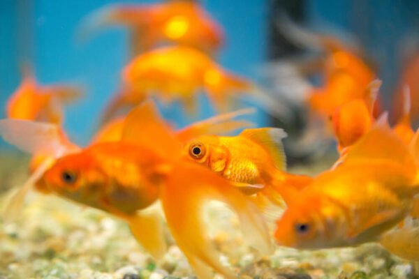 New Arrivals Alert! Give Your Aquarium a Glow-Up!