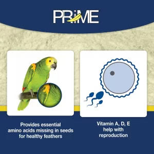 Prime_Features2_Web