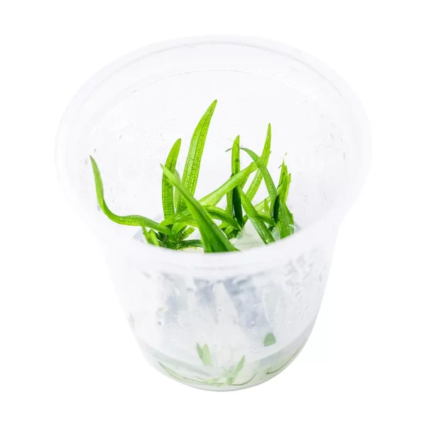 Sagittaria subulata [Tc]