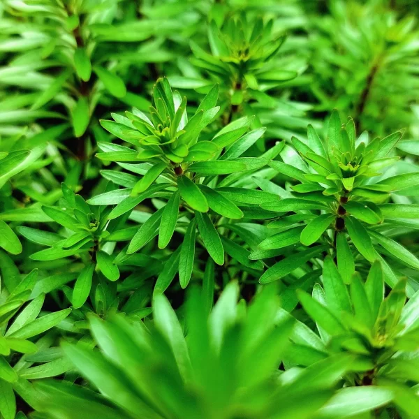 Ludwigia inclinata ‘Meta’