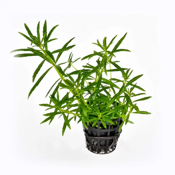 Pogostemon stellatus ‘Dassen’