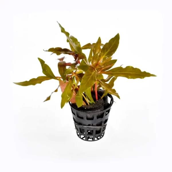 Alternanthera reineckii ‘Rosanervig’