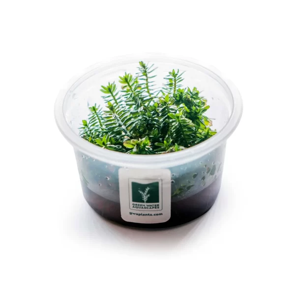 Rotala rotundifolia [Tc]