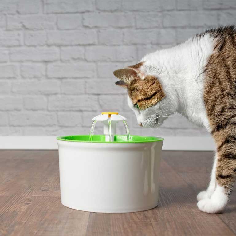 Drinking fountains and filters