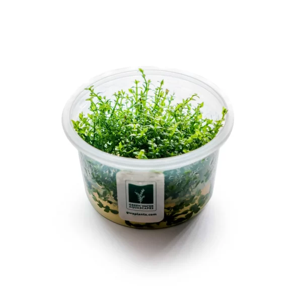 Lilaeopsis mauritiana [Tc]