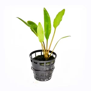 Cryptocoryne-Lucens
