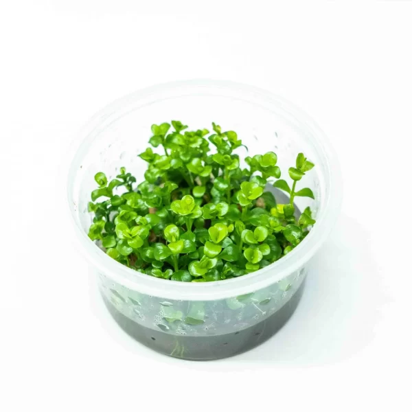 Lindernia Rotundifolia `variegated[Tc]