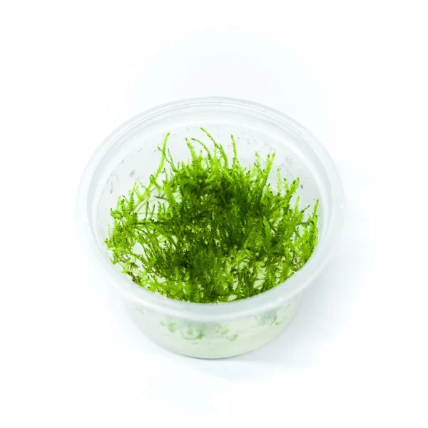 Myriophyllum tuberculatum [Tc]