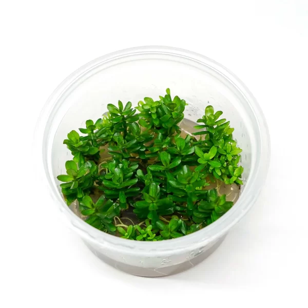 Rotala Indica “Bonsai” [Tc]