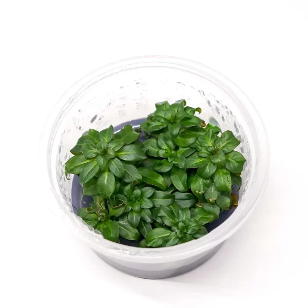 Ludwigia glandulosa [Tc]