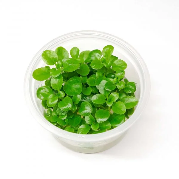 Lobelia cardinalis [Tc]