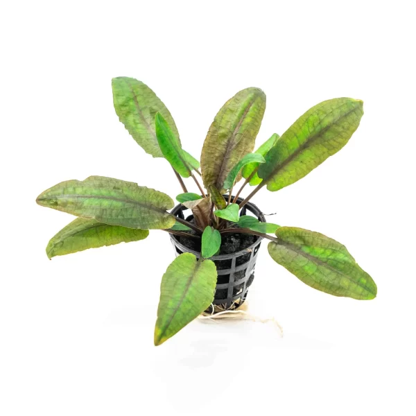 Cryptocoryne wendtii ‘Tropica