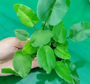 Hearl-Leaf-Fern-e1637674707497 (1)