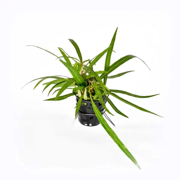 Hygrophilla angustifolia