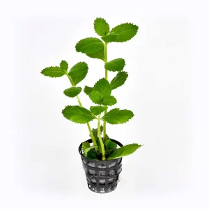 Hygrophila-Difformis