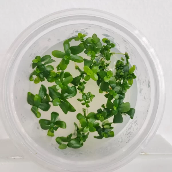 Hedyotis salzmannii [TC]