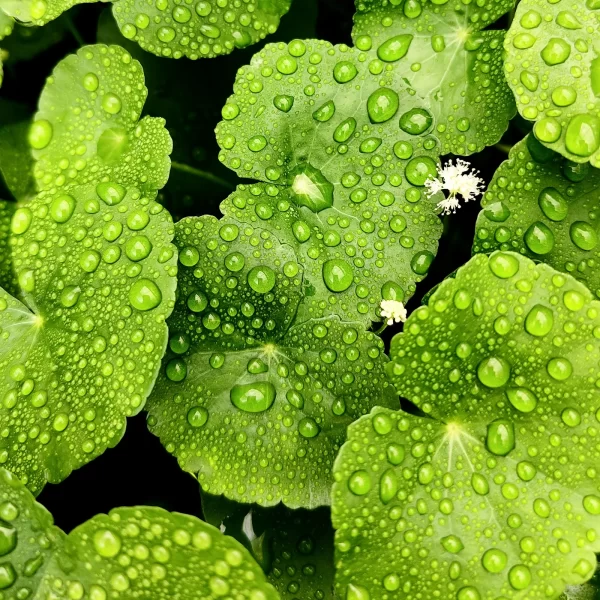 Hydrocotyle Leucocephala