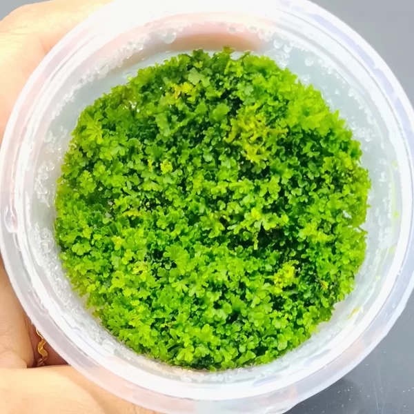 Riccardia sp. “chamedryfolia”[TC]