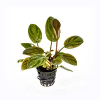 Legenandra-Meboldii-red