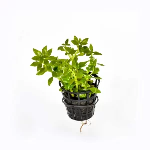 Limnophila-Aromatica-Mini