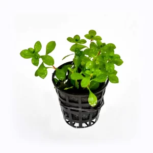 Ludwigia-palustris