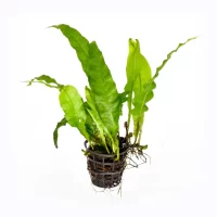 Microsorum-Pteropus-Java-Fern-2 (1)