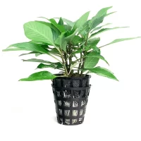Plant_01-600x600 (1)