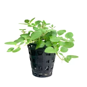 Plant_05-600x600