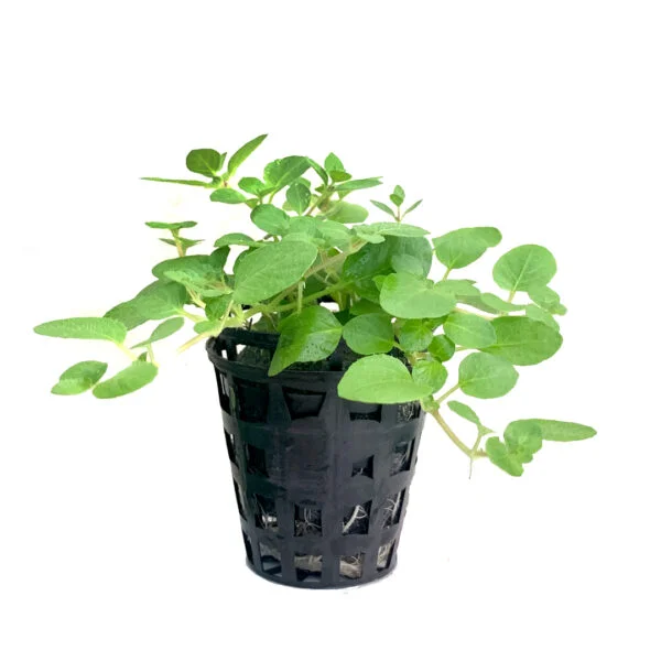 Second image of Hygrophila serphyllum