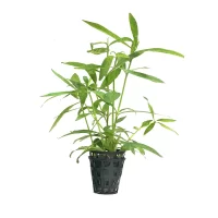 Plant_07