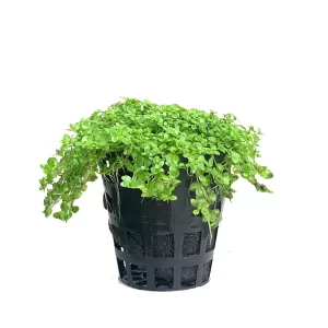 Plant_09