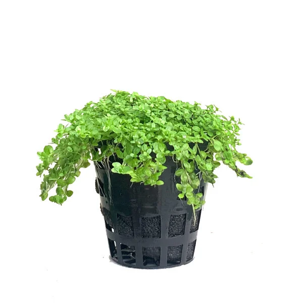 Second image of Micranthemum Callitrichoides ‘Cuba’ [Tc]