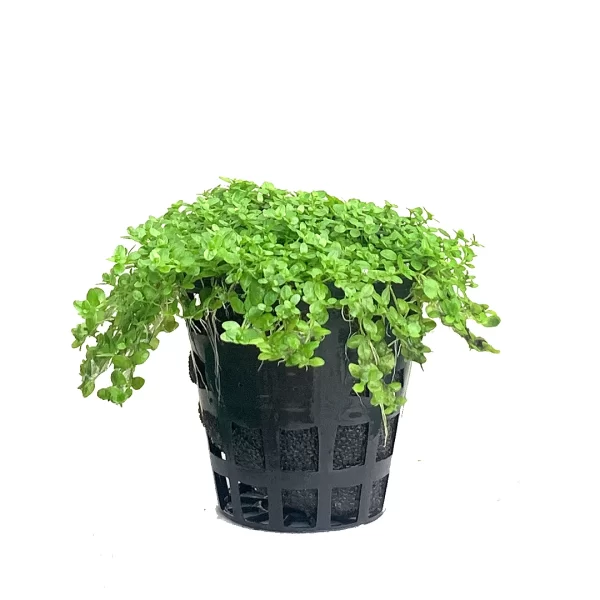 Micranthemum Callitrichoides ‘Cuba’