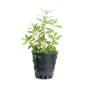 Plant_13