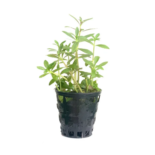 Second image of Limnophila aromatica