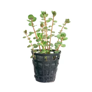 Plant_14