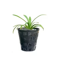 Plant_19