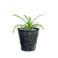 Plant_19-600x600