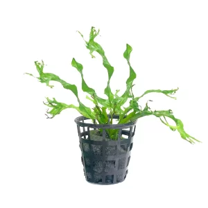 Plant_23