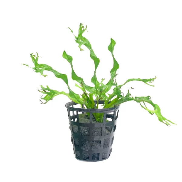 Second image of Microsorum pteropus ‘Windelov’