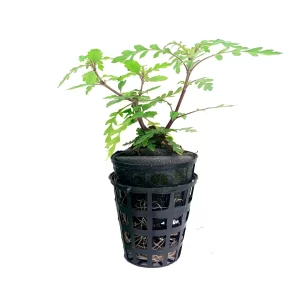 Plant_28