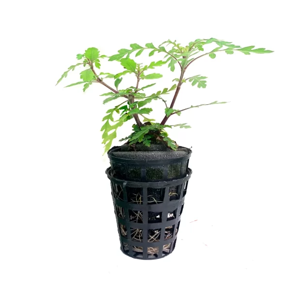 Second image of Hygrophilla pinnatifida [Tc]