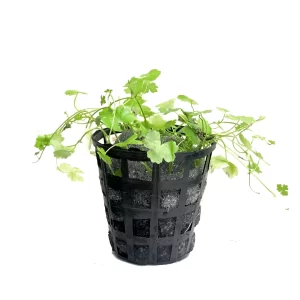 Plant_33