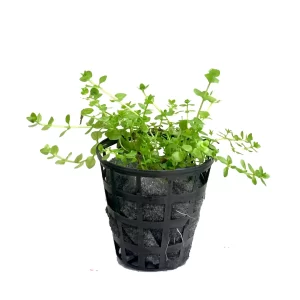 Plant_34