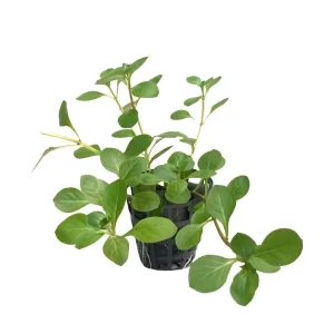 Plant_35-600x600