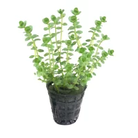 Plant_38