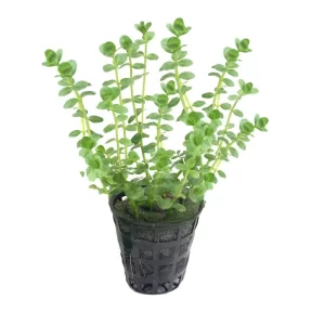Plant_38-600x600