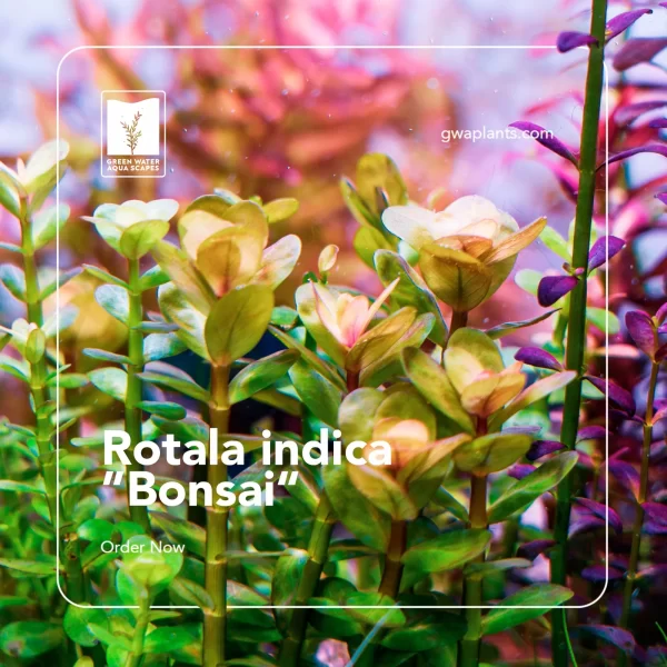 Second image of Rotala Indica “Bonsai” [Tc]