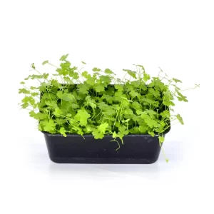 Product_0008