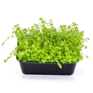 Product_0009